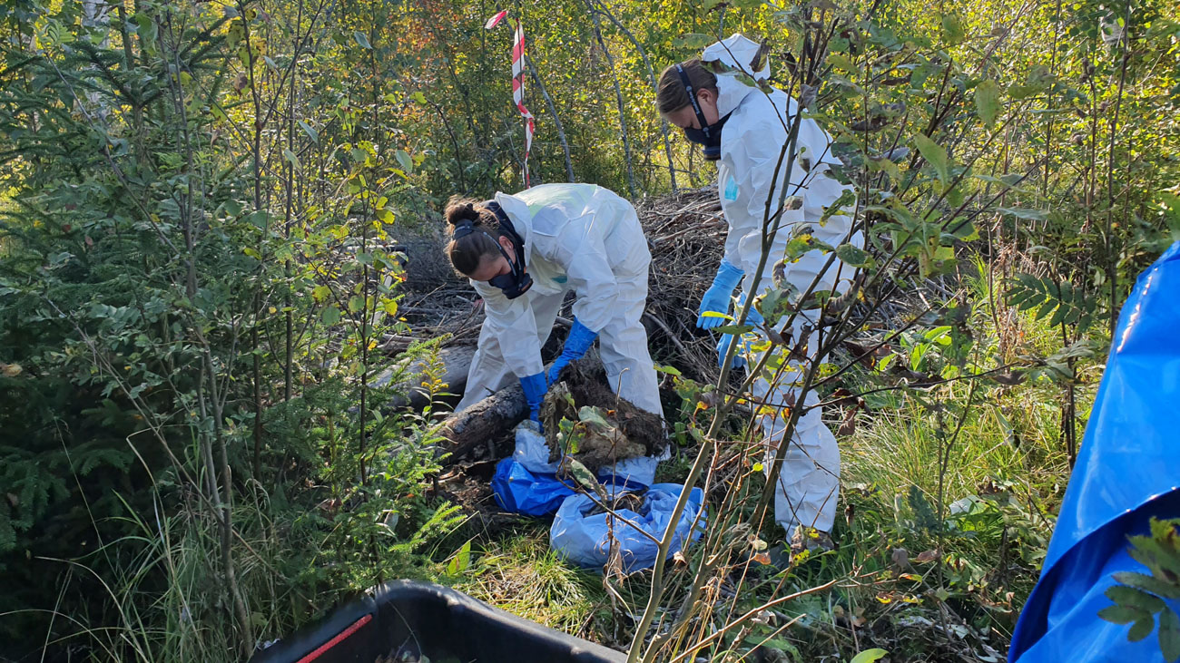 Två människor i skyddskläder böjda över vildsvinskadaver i lövskog.