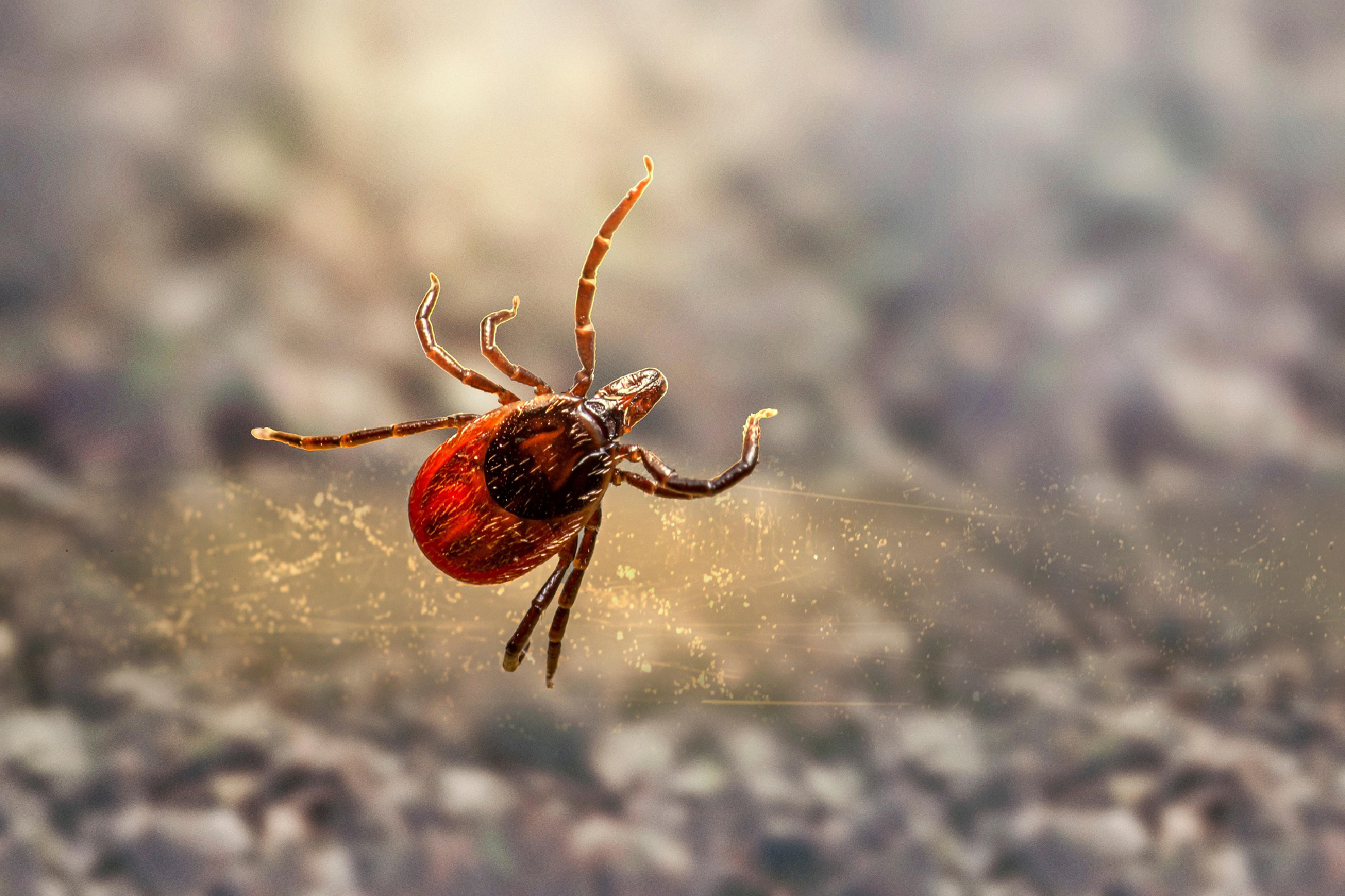 Fästing, Ixodes ricinus